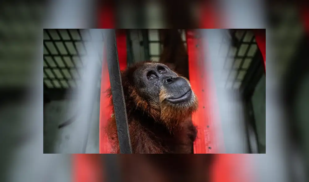 El hábitat de Hope fue arrasado para cultivar palma aceitera. Foto: NYT El hábitat de Hope fue arrasado para cultivar palma aceitera. Foto: NYT