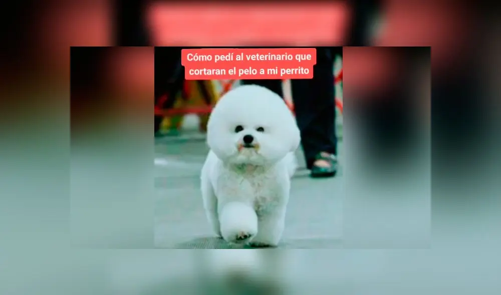 Desliza las imágenes para ver el desastroso resultado de este 'cambio de look' que le hizo a su perro. Foto: Diana Helman/TikTok