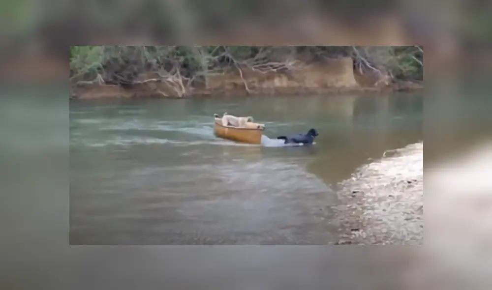 Video es viral en TikTok. Hombre grabó la increíble hazaña de su perro al ver que otros dos canes necesitaban ayuda. Video es viral en TikTok. Hombre grabó la increíble hazaña de su perro al ver que otros dos canes necesitaban ayuda.