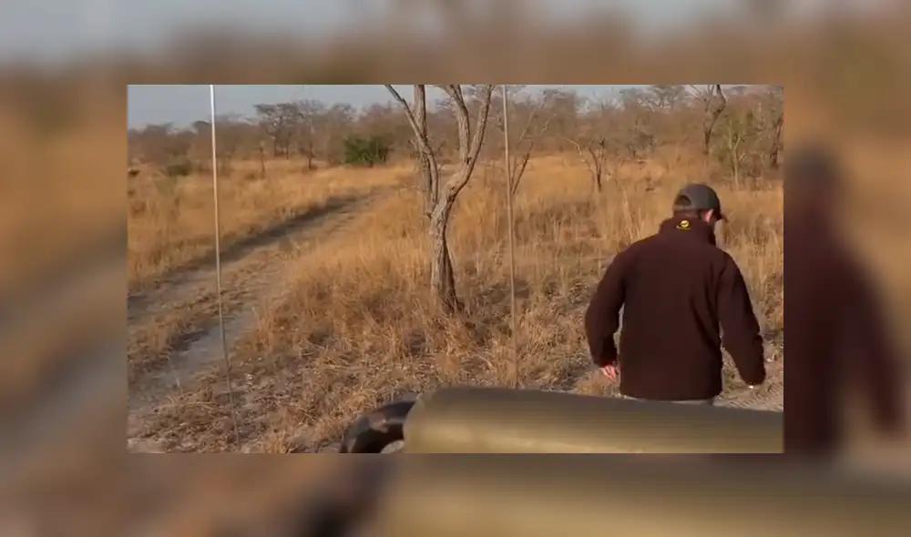 Hombre vive terrorífico momento al quedar frente a frente de leones camuflados entre la hierba. Hombre vive terrorífico momento al quedar frente a frente de leones camuflados entre la hierba.