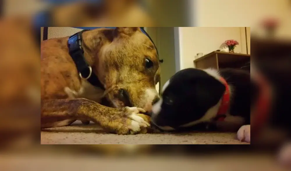 Desliza para ver las fotos que conmovieron a miles en Facebook. Foto: Captura.