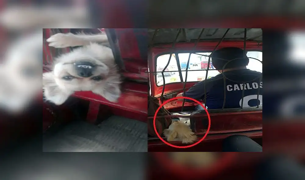 Mototaxista trabaja con su mascota para no dejarla sola Mototaxista trabaja con su mascota para no dejarla sola