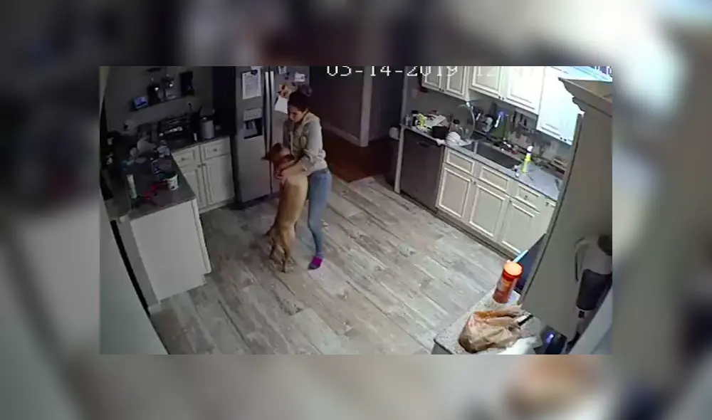 Video es viral en Facebook. El joven jamás imaginó que descubriría el secreto mejor guardado de su novia y perro, luego de revisar los videos de vigilancia. Video es viral en Facebook. El joven jamás imaginó que descubriría el secreto mejor guardado de su novia y perro, luego de revisar los videos de vigilancia.