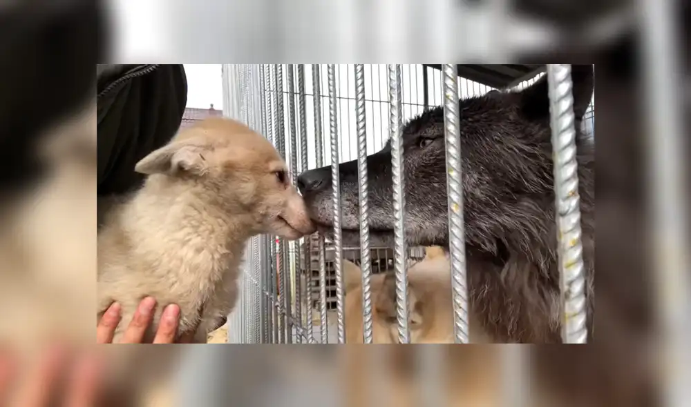 Desliza para ver las imágenes más emotivas del video que se hizo viral en YouTube. Desliza para ver las imágenes más emotivas del video que se hizo viral en YouTube.