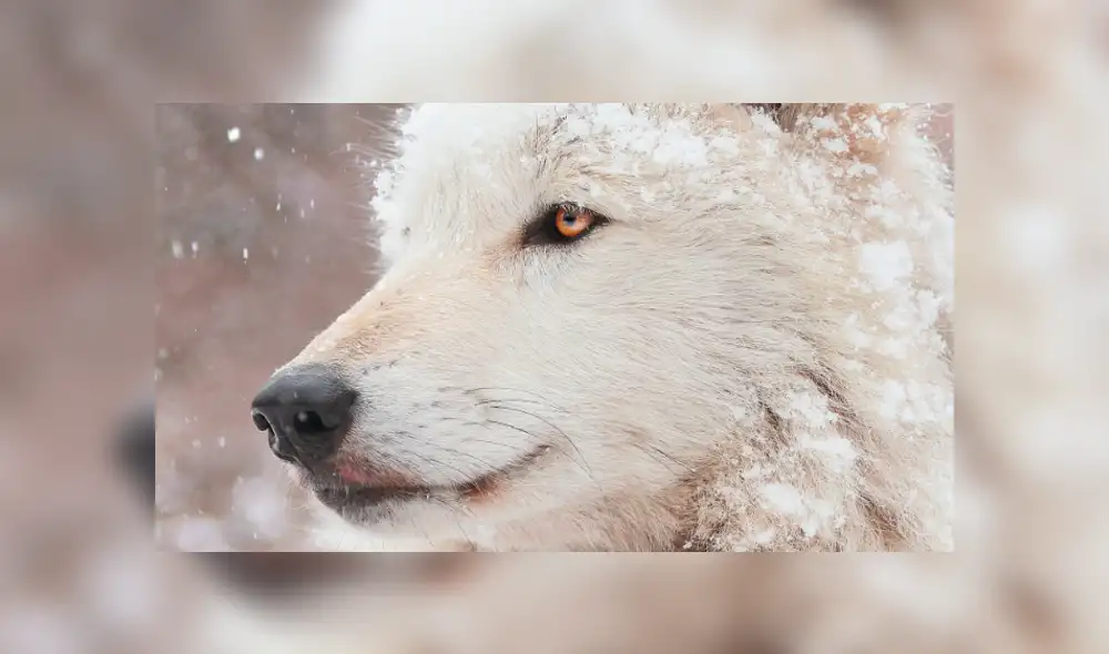 YouTube viral: ni para aullar se levanta esta loba denominada 'la más perezosa del mundo' [VIDEO]