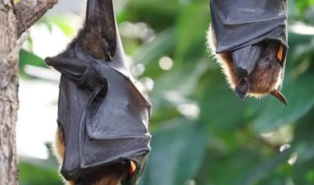 Los pobladores temieron un nuevo brote de coronavirus. Foto: Internet