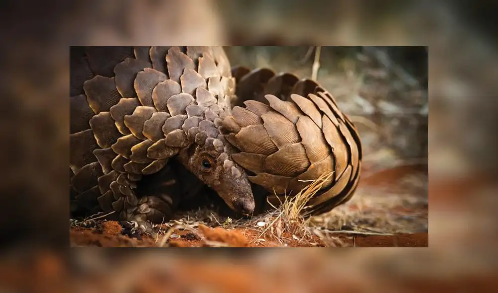 Las escamas del pangolí son traficadas con fines medicinales. Foto: difusión. Las escamas del pangolí son traficadas con fines medicinales. Foto: difusión.