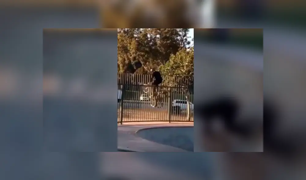 Facebook viral: joven intenta realizar complicada maniobra en bicicleta y sufre terrible accidente con final inesperado