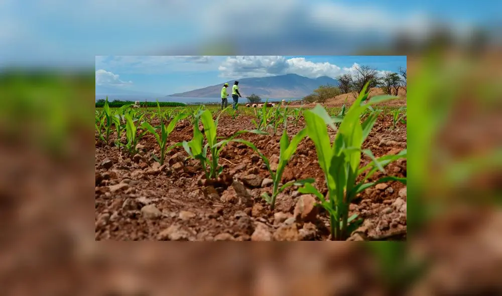 Agricultura: Identifican 12 mil pequeños productores en Lambayeque