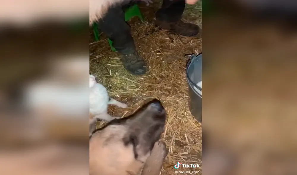 Perro y gato son sensación al tomar leche desde la ubre de una vaca