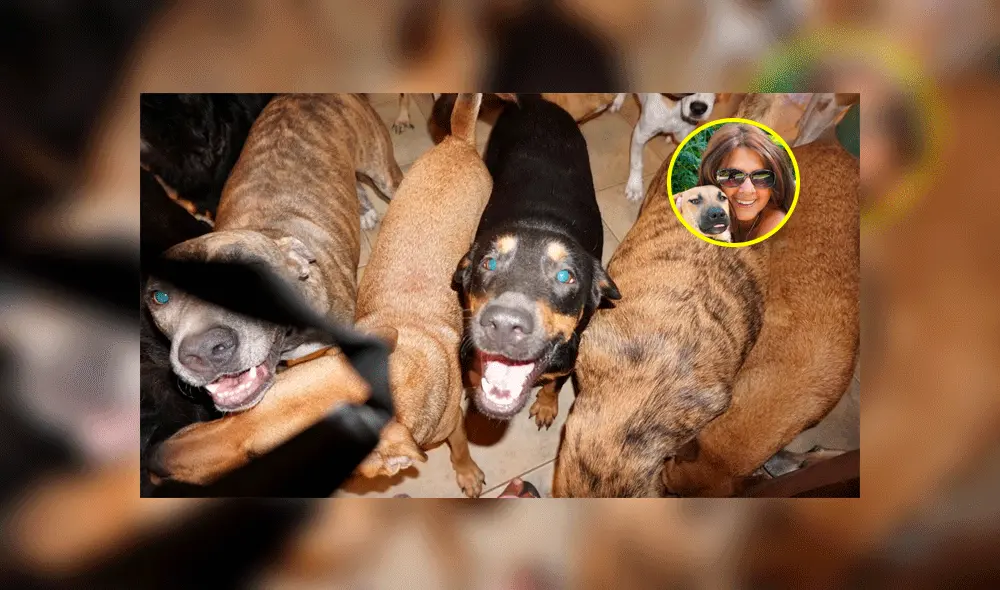 Perros rescatados - bahamas