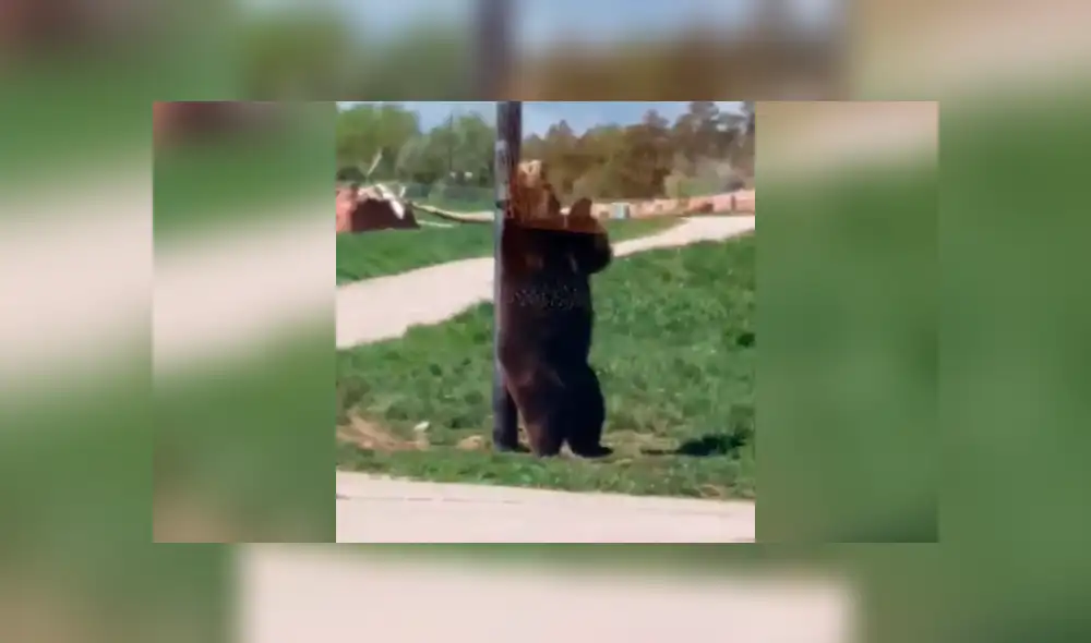 Desliza la imagen compartida para verlas todas. Foto: ctate1117/TikTok Desliza la imagen compartida para verlas todas. Foto: ctate1117/TikTok