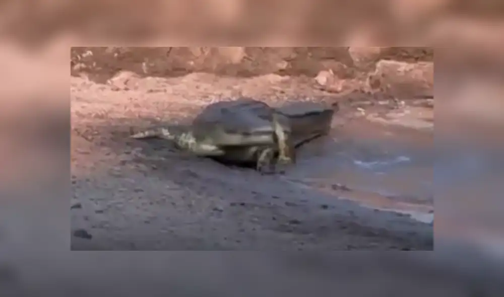 YouTube viral: sediento jabalí acudió a lago para beber agua y se encontró con feroz cocodrilo [VIDEO]