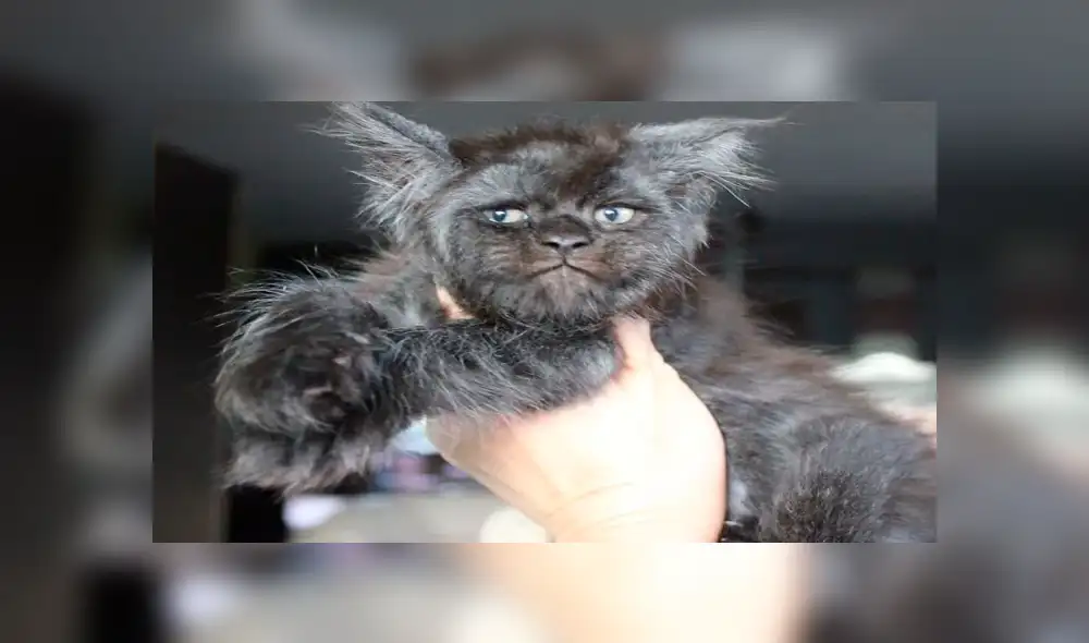 Conoce a Chimera, el gato con ‘rostro humano’, que causa sensación en las redes [FOTOS]