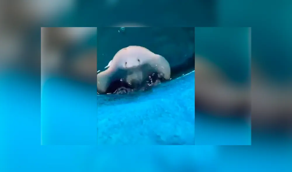 El autor del video de Facebook descubrió la verdadera identidad de una extraña criatura que emergió del mar.