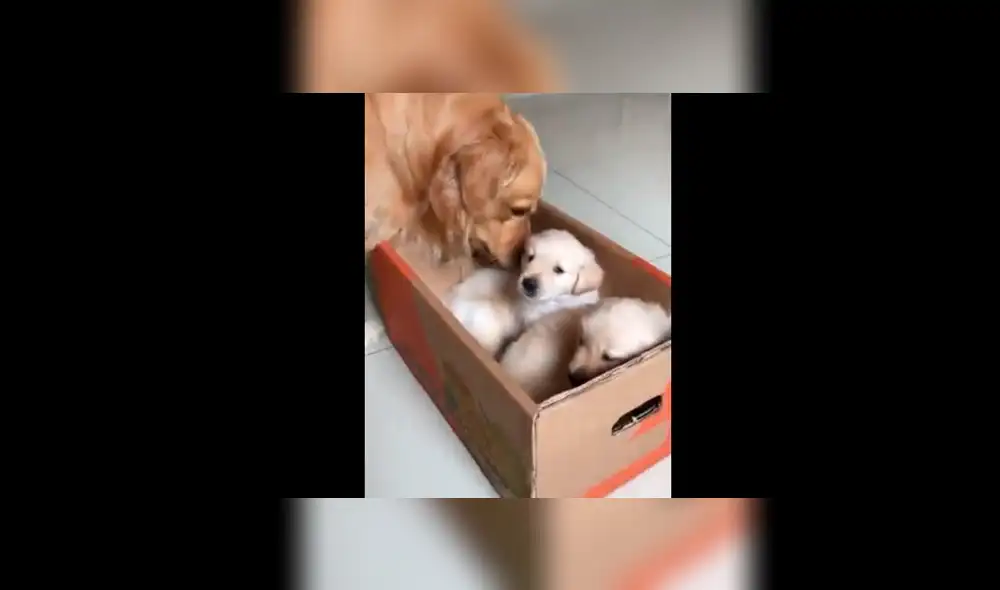 Vía Facebook: perro se pone celoso al ver a los nuevos integrantes de la familia [VIDEO]