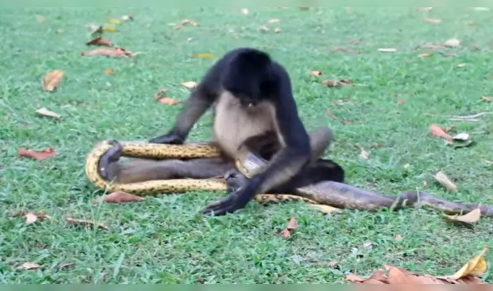 Vía Facebook: mono y serpiente pelean a muerte y video sorprende