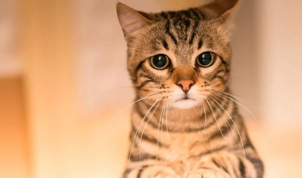 Científicos australianos creen que los gatos domésticos son letales para la fauna local. Foto: Infobae Científicos australianos creen que los gatos domésticos son letales para la fauna local. Foto: Infobae