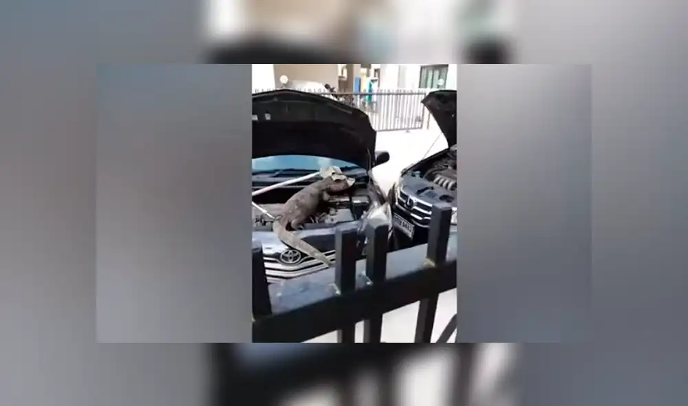 Desliza hacia la izquierda para ver al enorme reptil que se escondió en el motor de un carro. Video es viral en YouTube. Desliza hacia la izquierda para ver al enorme reptil que se escondió en el motor de un carro. Video es viral en YouTube.