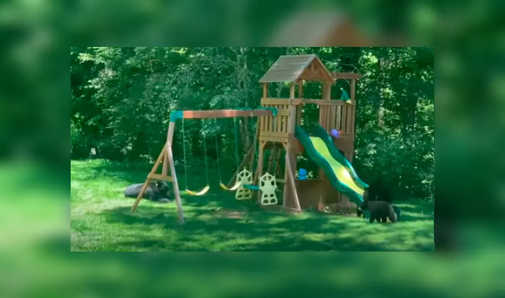 Desliza las imágenes para observar las travesuras de una mamá oso junto a sus crías al invadir una casa. Foto: ViralHog. Desliza las imágenes para observar las travesuras de una mamá oso junto a sus crías al invadir una casa. Foto: ViralHog.