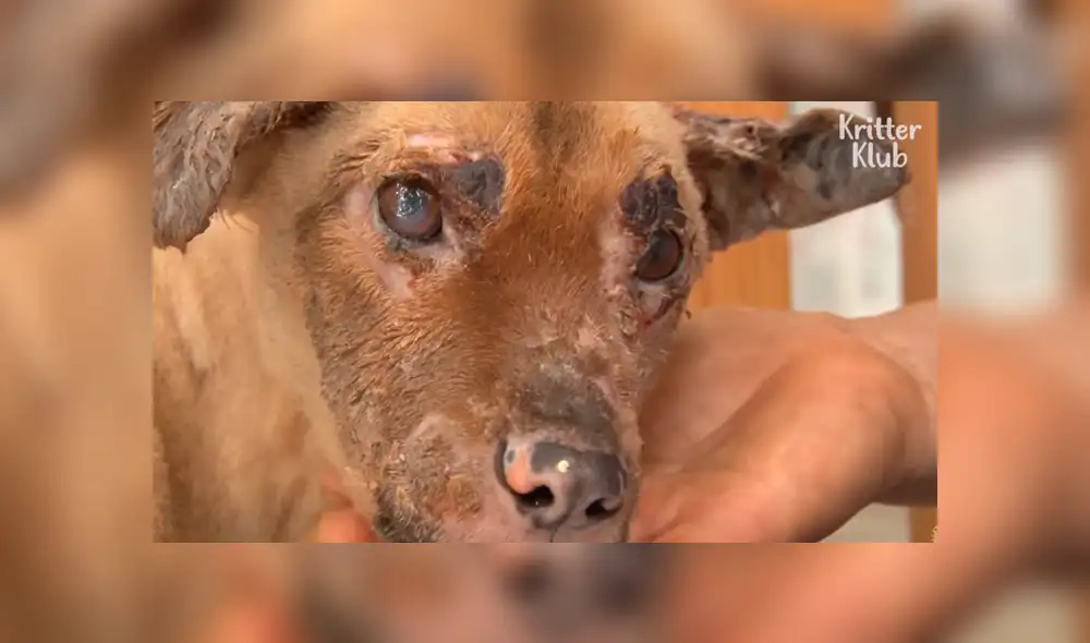 Facebook viral: Perro con quemaduras severas fue rescatado por un 'ángel' y ahora luce así [FOTOS]