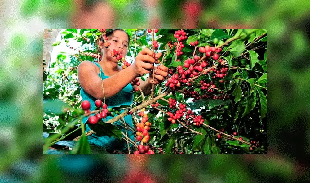 Países Bajos invertirá 3 millones de euros en el Perú para aprovechar residuos del café Países Bajos invertirá 3 millones de euros en el Perú para aprovechar residuos del café