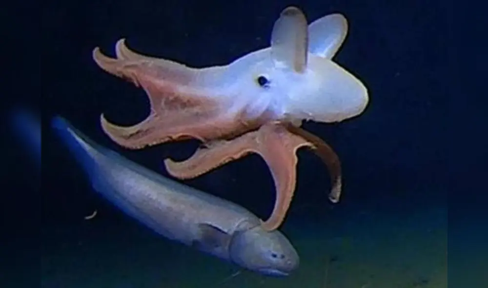 Pulpo Dumbo. Foto: Alan J. Jamieson - Marine Biology