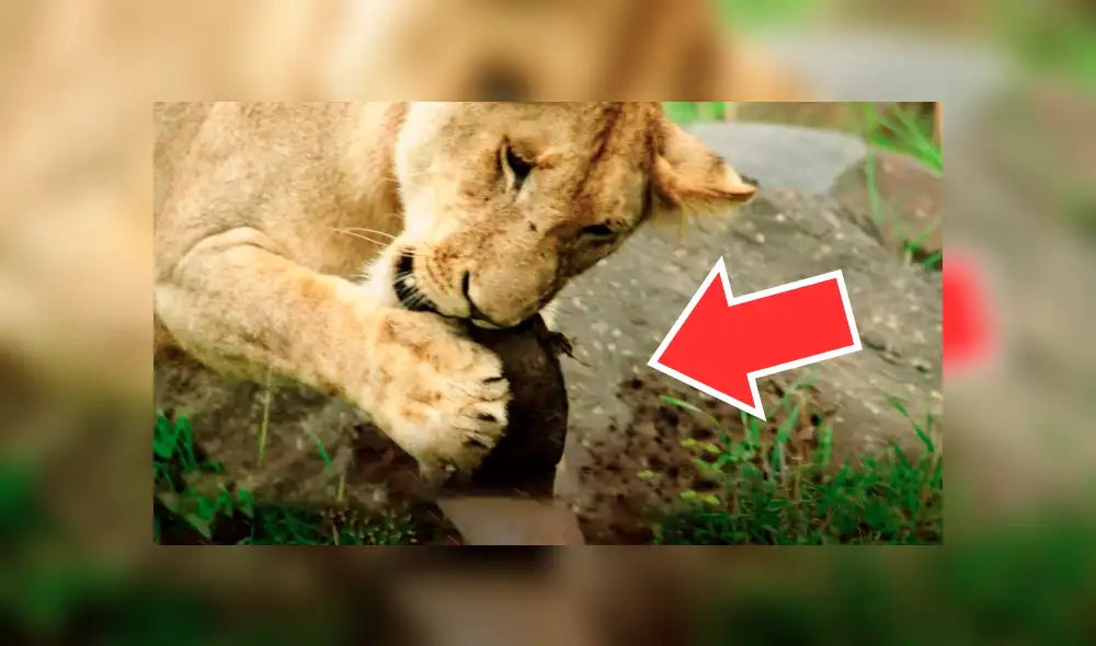 YouTube viral: hambrienta leona intenta devorar a indefensa tortuga y lo que sucede alarma a miles [VIDEO]