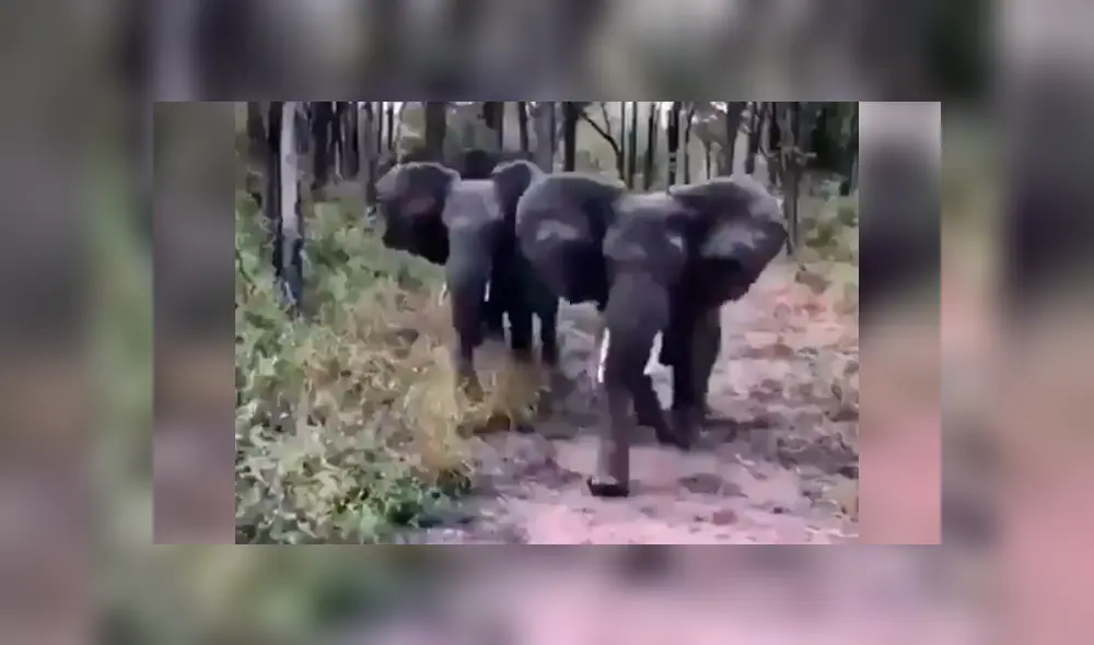 Turistas molestan a elefantes y estos enfurecen.