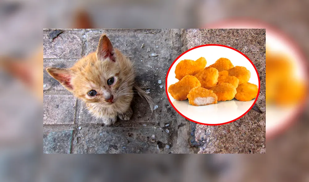 Facebook viral: le obsequia dos 'nuggets de pollo' a gato callejero, lo sigue y observa esto [FOTOS]