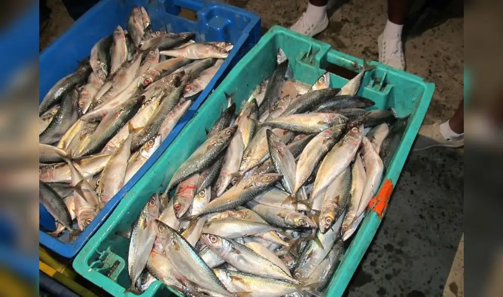 Pesca de caballa