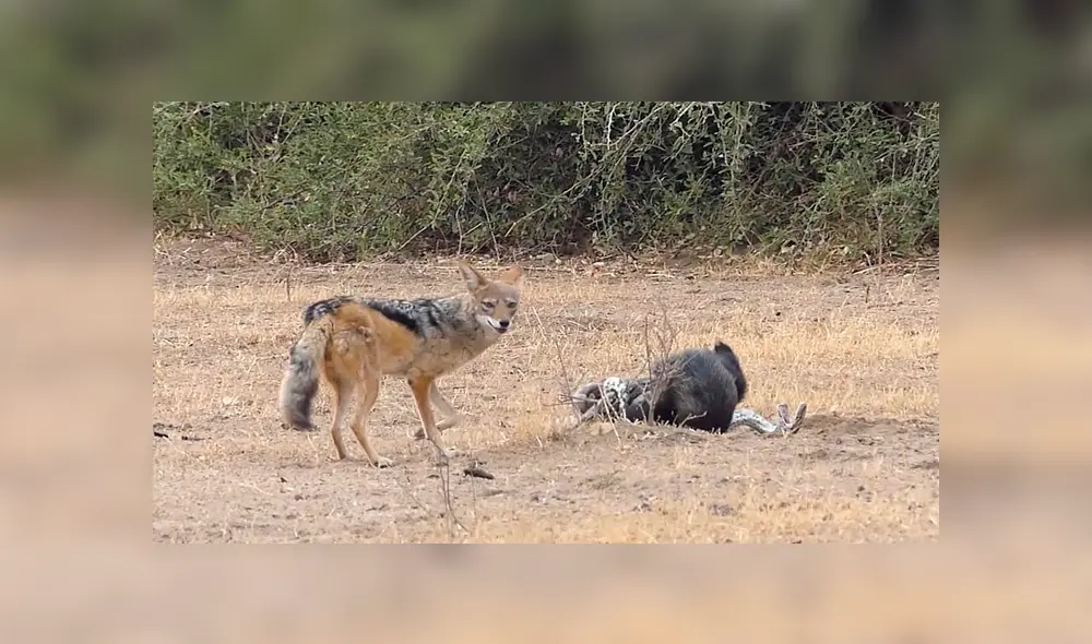 Desliza para ver detalles del video viral publicado en YouTube. Foto: Captura. Desliza para ver detalles del video viral publicado en YouTube. Foto: Captura.