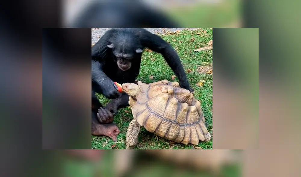 Desliza para ver todas las imágenes de TikTok.