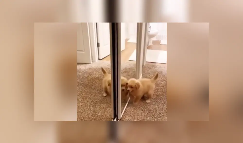 A través de Facebook se hizo viral el momento en que un perro tiene una curiosa reacción al ver su reflejo por primera vez. A través de Facebook se hizo viral el momento en que un perro tiene una curiosa reacción al ver su reflejo por primera vez.