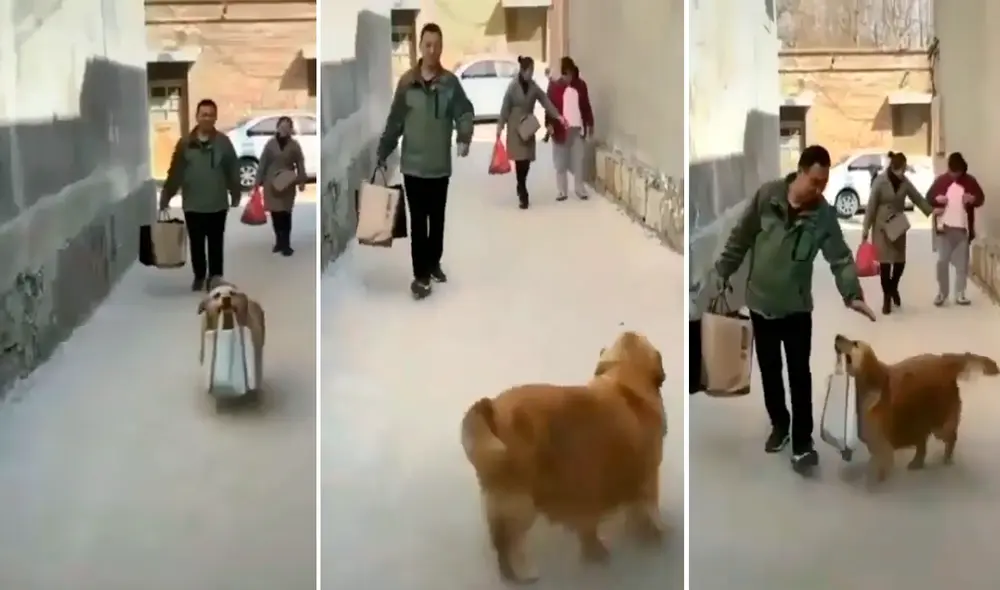 Facebook viral - animales