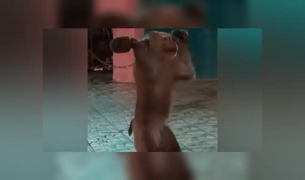 El primate fue obligado a hacer flexiones, abdominales y montar en bicicleta con el fin de divertir a extranjeros en Tailandia. (Foto: PETA)