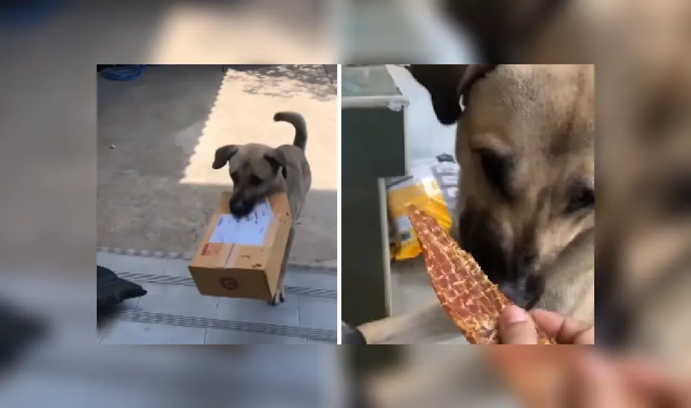 Desliza las imágenes para ver más detalles de esta divertida escena que es viral en YouTube. Desliza las imágenes para ver más detalles de esta divertida escena que es viral en YouTube.