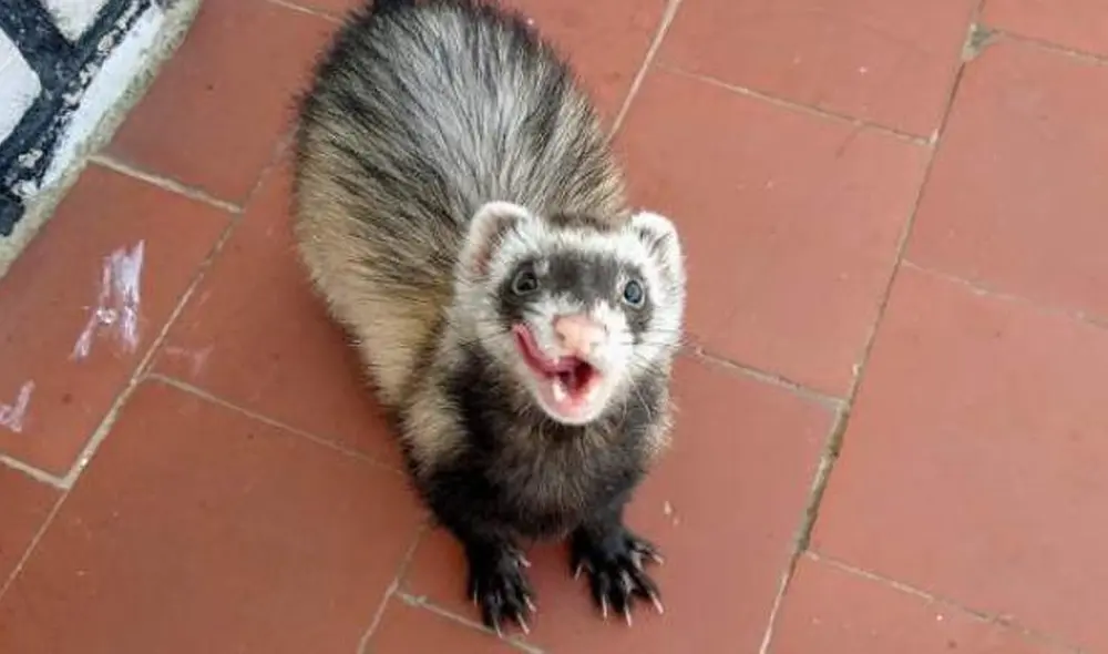 La vacunación en hurones pretende detener posibles mutaciones. Foto: referencial / 20 minutos