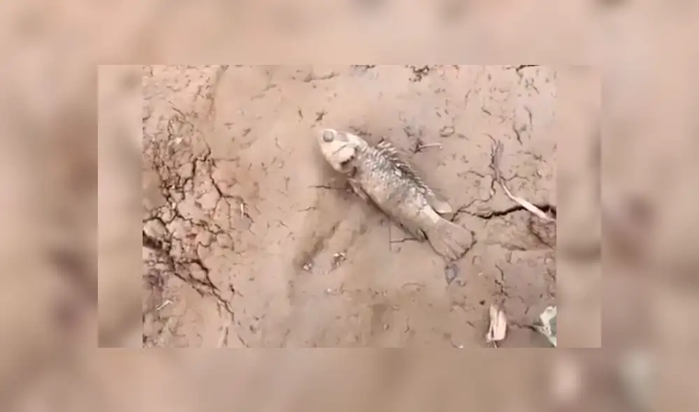 Facebook viral: Poblador encuentra pez 'moribundo' en la tierra, lo agarra y sucede lo impensado [VIDEO]