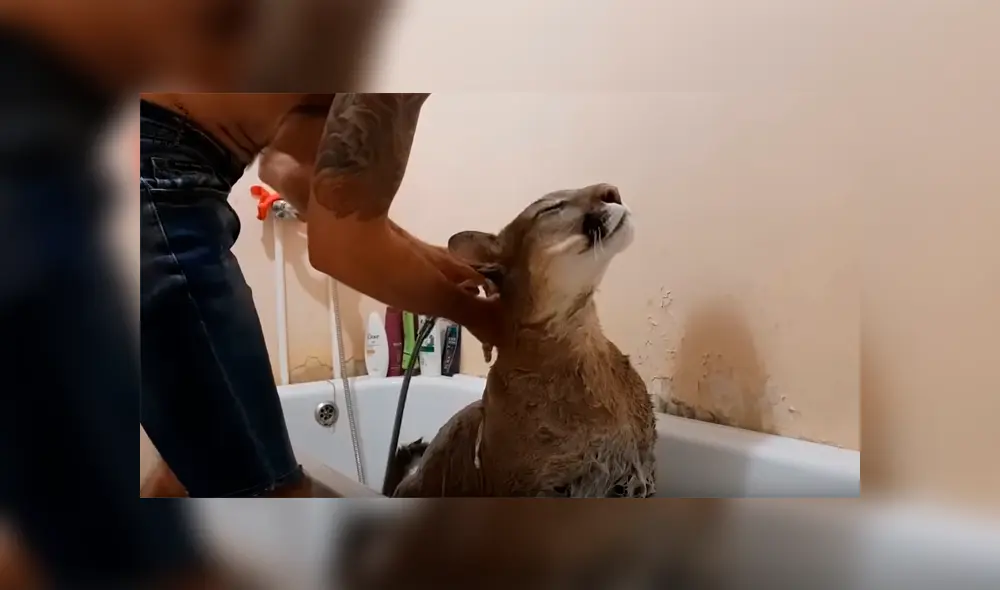 Chico baña a puma salvaje y la insólita reacción del depredador sorprende a miles [VIDEO] 