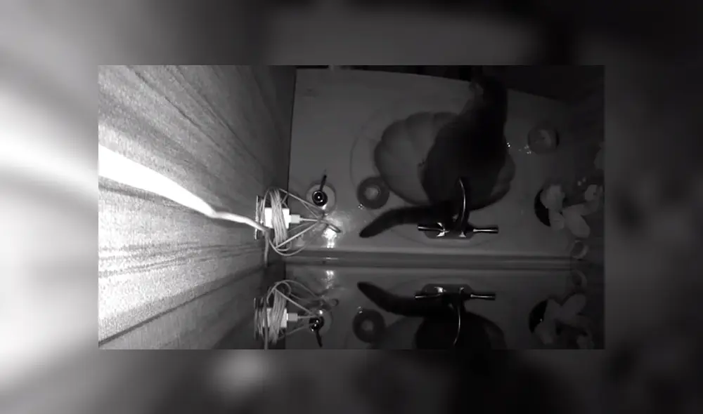 Desliza hacia la izquierda para descubrir lo que hacía un gato que se ha vuelto viral en YouTube.