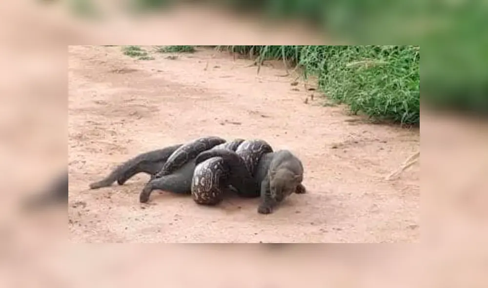 Desliza hacia la izquierda para ver el feroz ataque de una serpiente lampalagua a un puma. Escena viral de Facebook. Desliza hacia la izquierda para ver el feroz ataque de una serpiente lampalagua a un puma. Escena viral de Facebook.