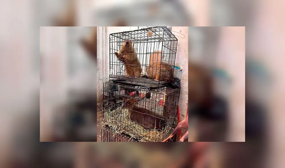 La carne de animales se oferta en el mercado de Wuhan, donde habría surgido el coronavirus. Foto: Difusión La carne de animales se oferta en el mercado de Wuhan, donde habría surgido el coronavirus. Foto: Difusión