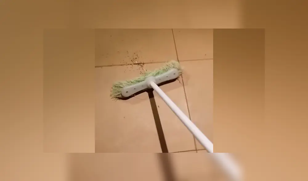 YouTube viral: encuentra araña con miles de sus crías, la mata y ocurre esto [VIDEO]