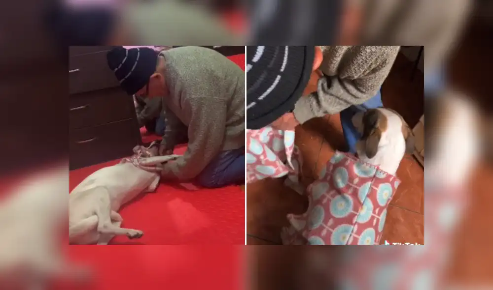 Desliza las imágenes para ver más detalles de esta conmovedora escena. (Foto: captura / TikTok)