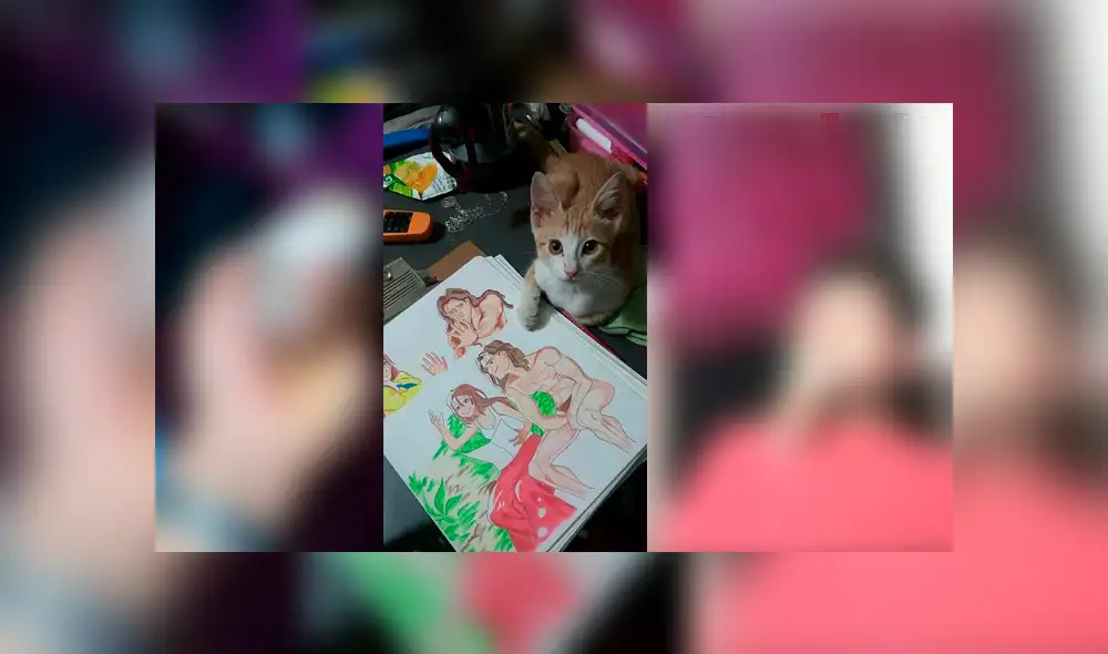 Desliza para ver el radical cambio de este gatito que enamoró a miles en Facebook. Foto: Captura.