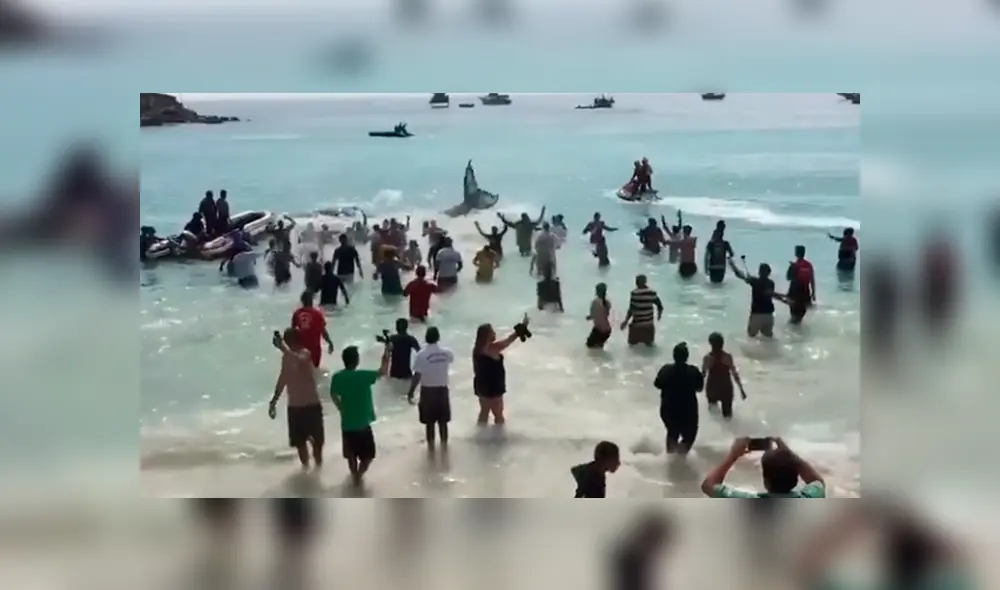 En Facebook, el rescate que hicieron un grupo de bañistas a una ballena se ha viralizado. En Facebook, el rescate que hicieron un grupo de bañistas a una ballena se ha viralizado.