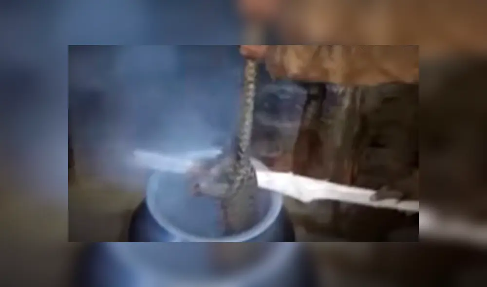 Captan la cruel e inhumana caza del pangolín, el ‘mamífero más traficado del mundo’ [FOTOS] 