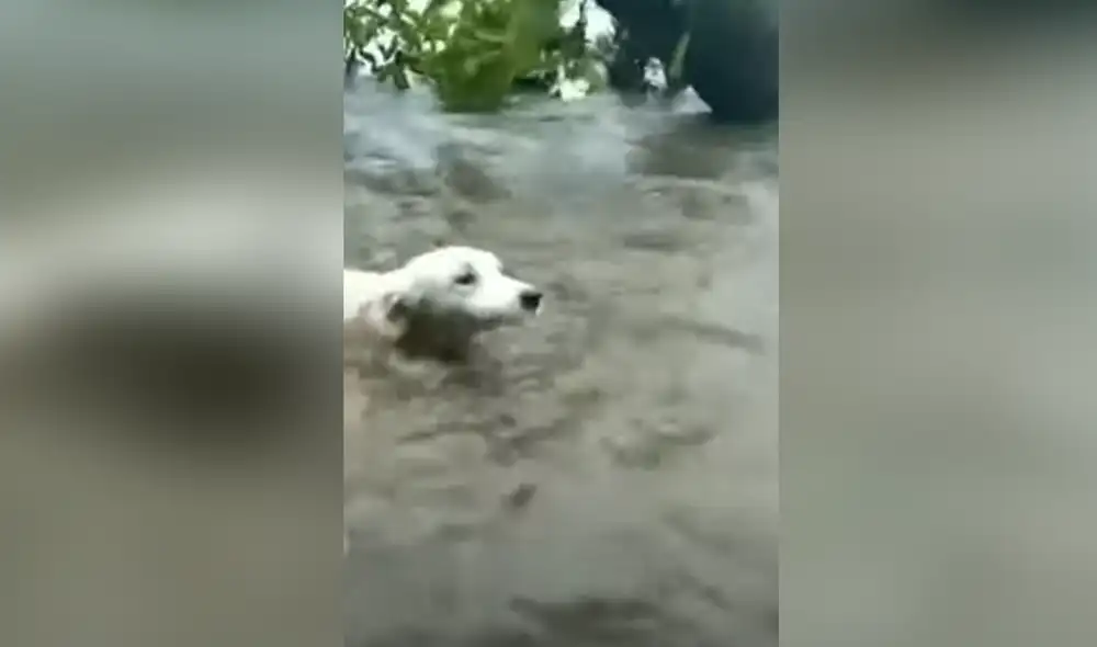 Desliza hacia la izquierda para ver las imágenes del video viral. Foto: captura de Facebook.