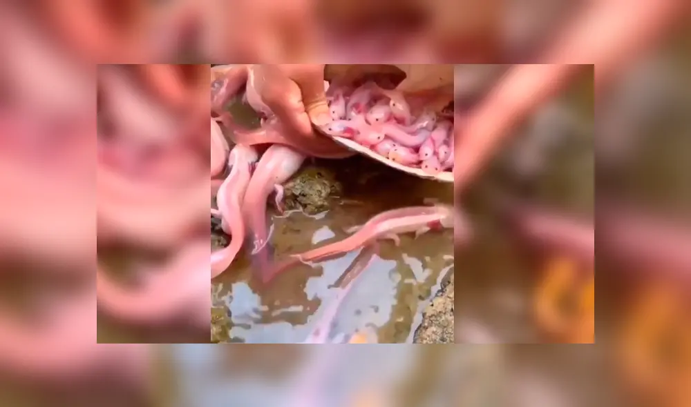 YouTube viral: navega misterioso lago y se topa con nido de criaturas acuáticas que cuidaban un ‘tesoro’ YouTube viral: navega misterioso lago y se topa con nido de criaturas acuáticas que cuidaban un ‘tesoro’